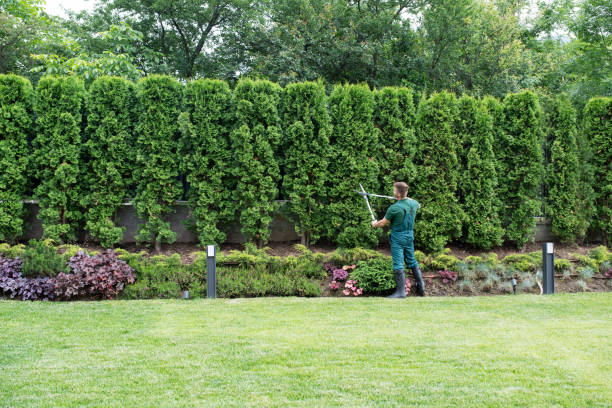 Trusted Spotswood, NJ  Tree Services Experts